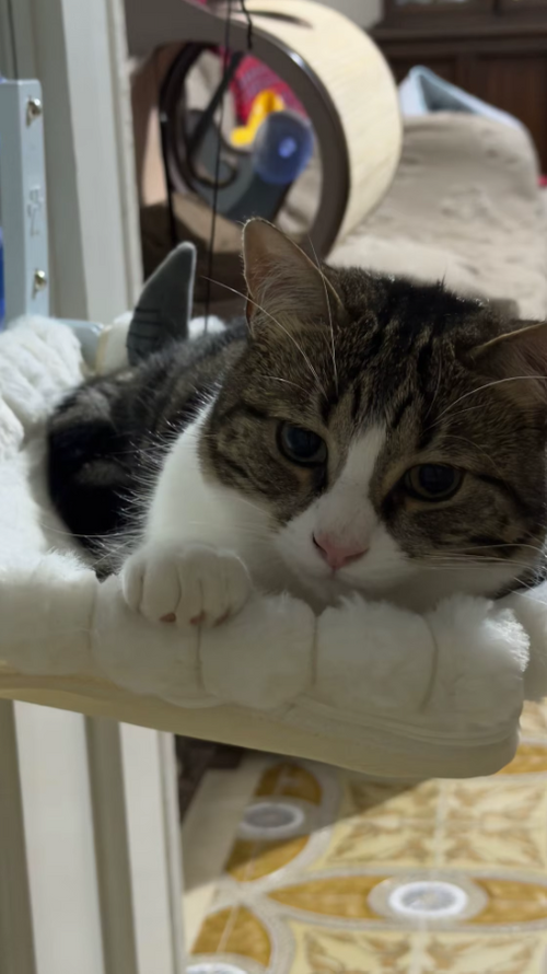 StateOfPaw customer photo