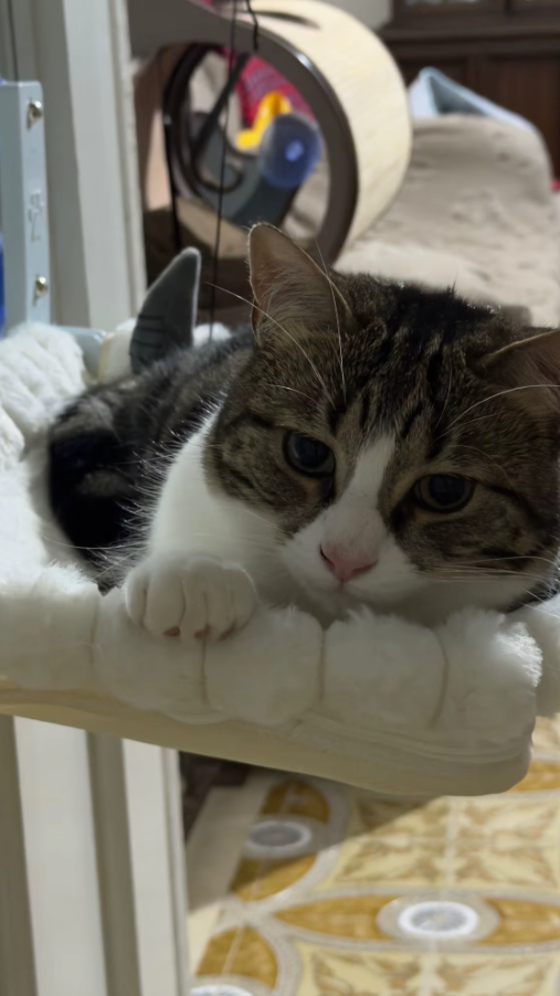 We Built This for Pet Parents Like You