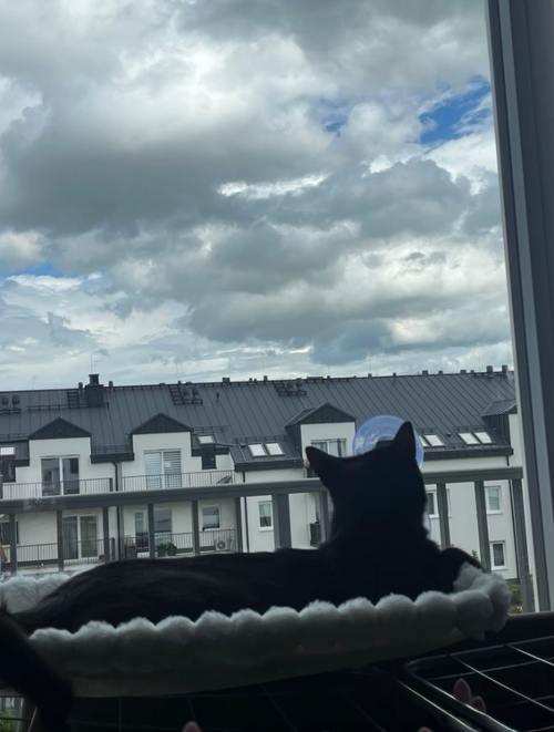 StateOfPaw customer photo