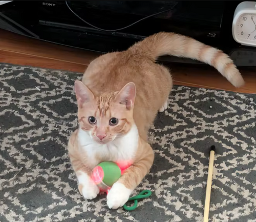 StateOfPaw customer photo