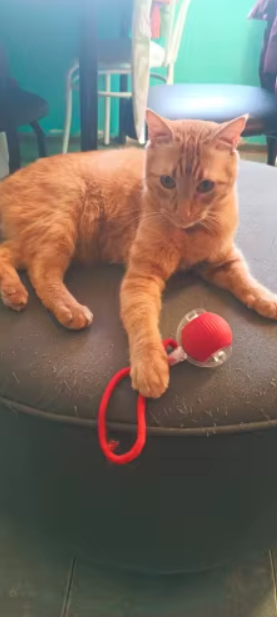 StateOfPaw customer photo